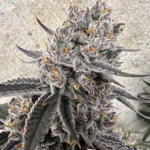 Space Jammin' (Clone)