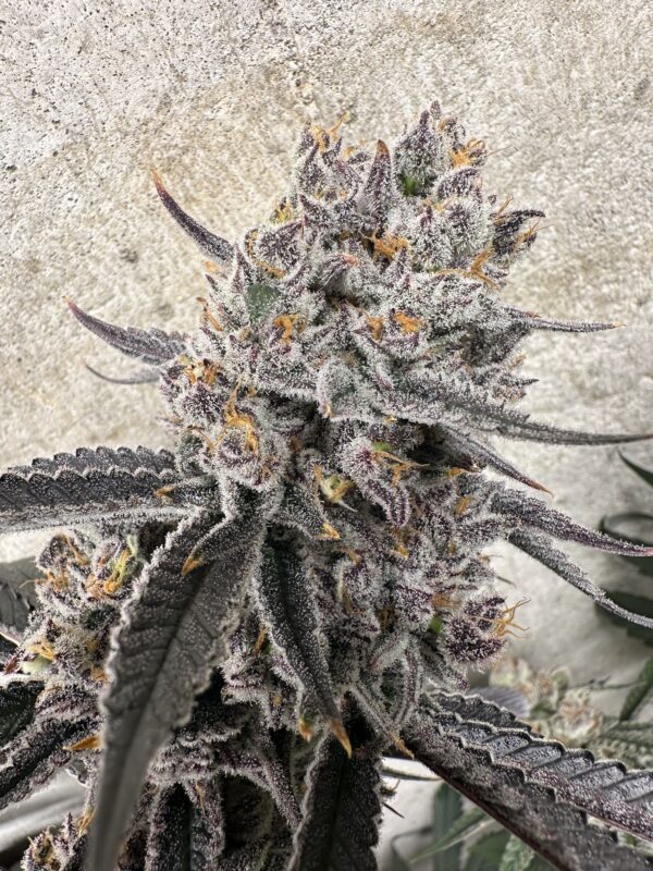 Space Jammin' (Clone)