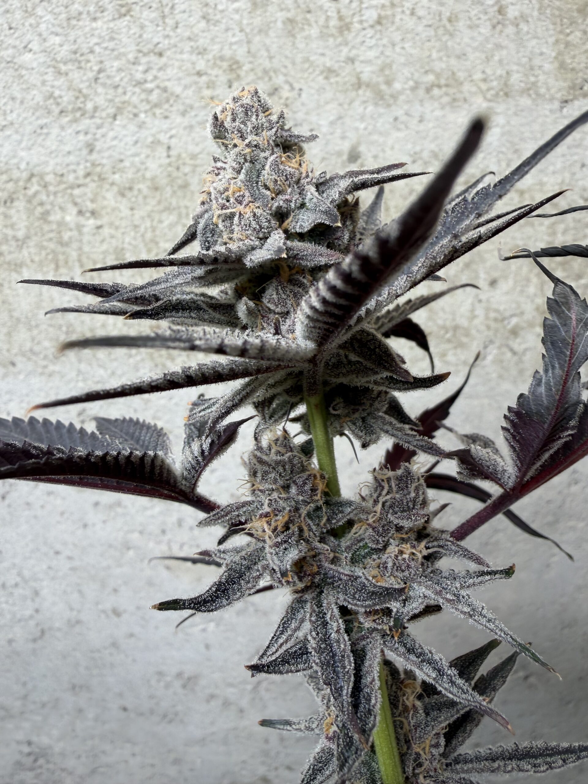 Cherry Moon Rocks - Image 3