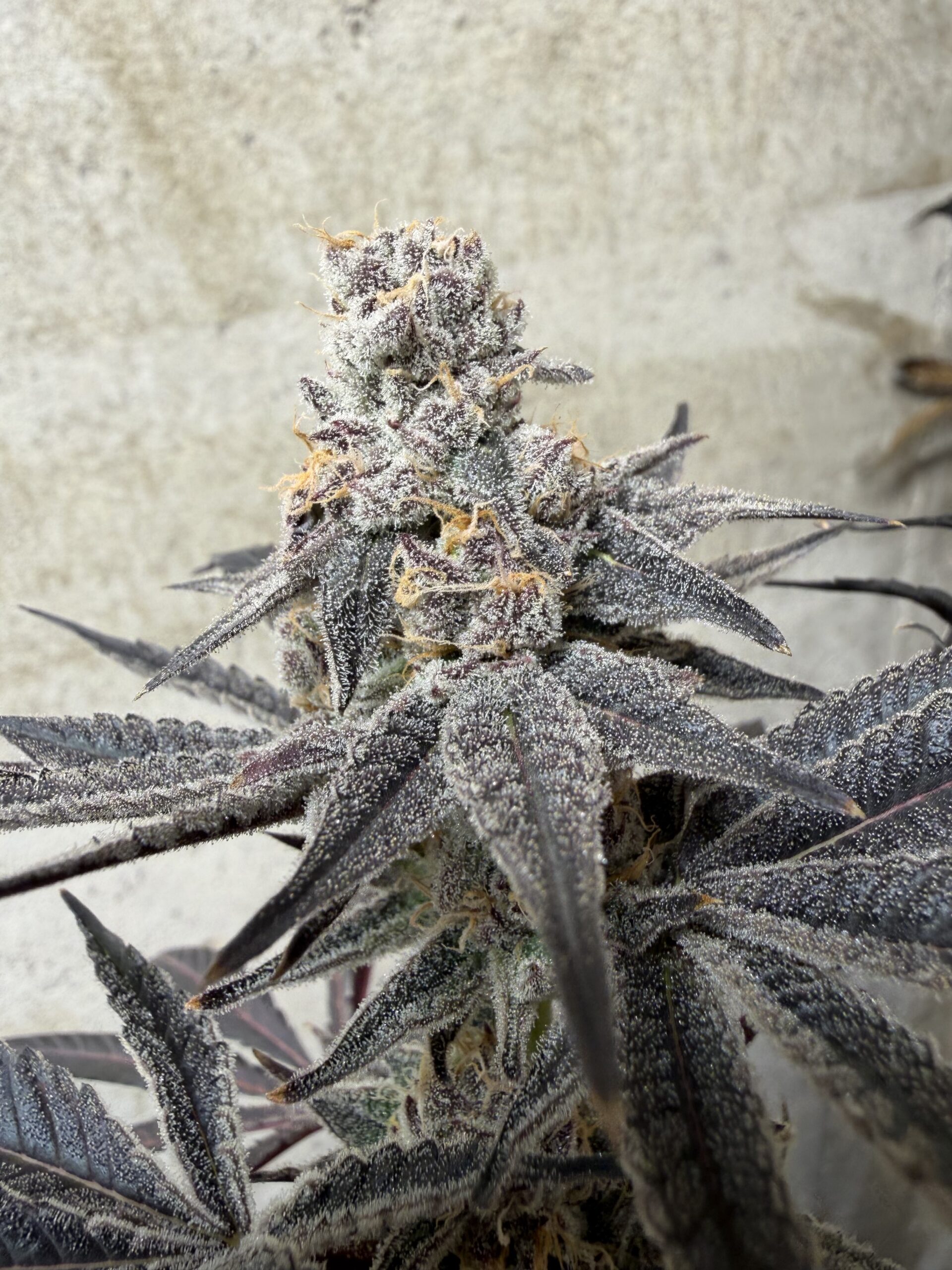 Cherry Moon Rocks - Image 2