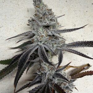 Sour G
