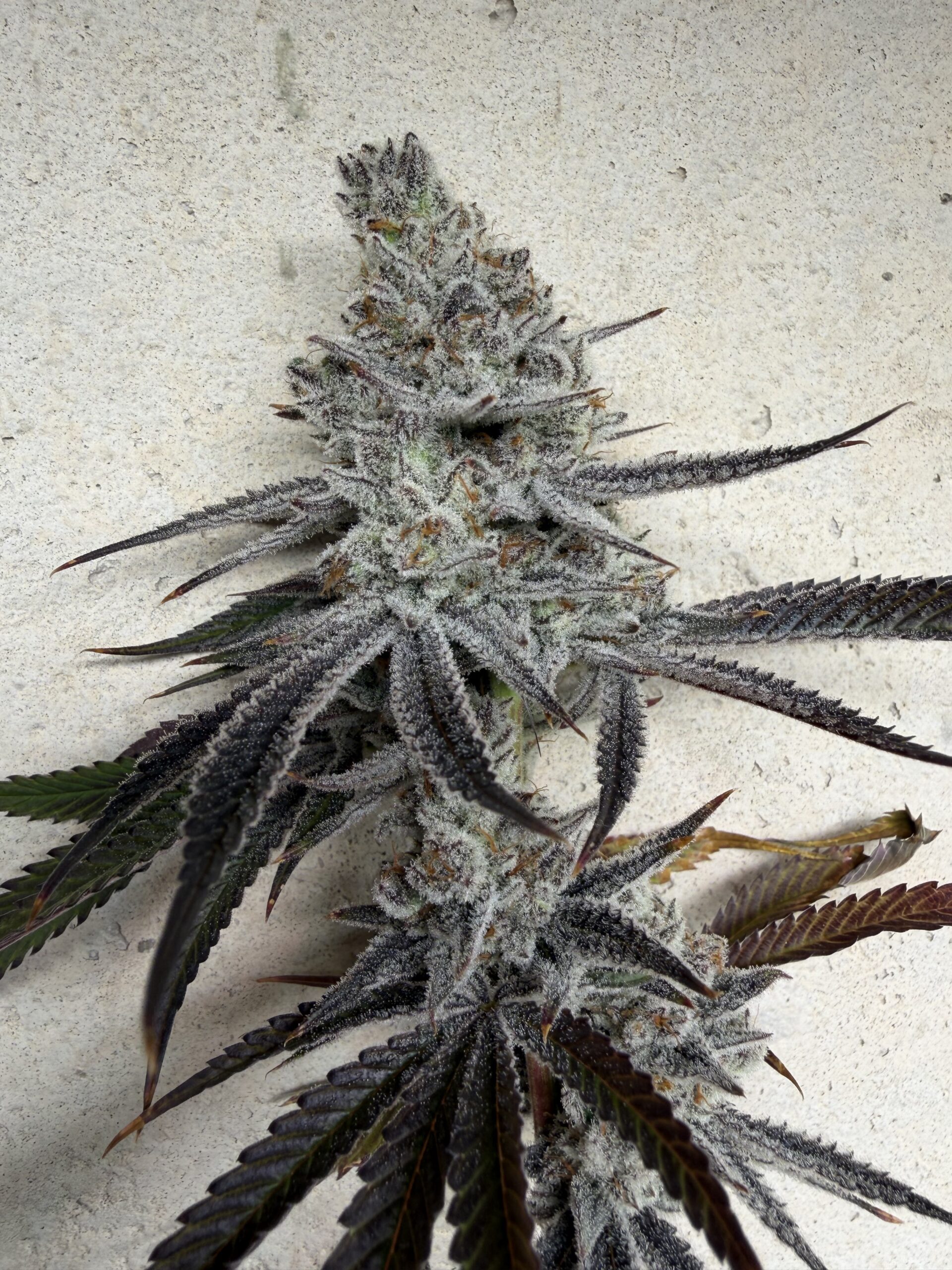 Sour G