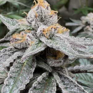 Cherry Moon Rocks