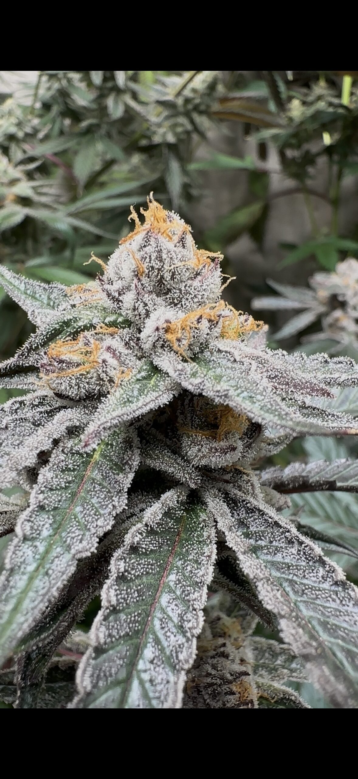 Cherry Moon Rocks
