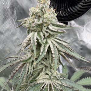 Cosmic Candy #10