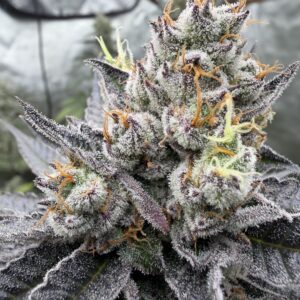 Cosmic Candy #8